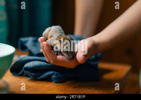 Ein Eichhörnchen trinkt Milch aus einer Spritze. Hochwertiges Foto Stockfoto