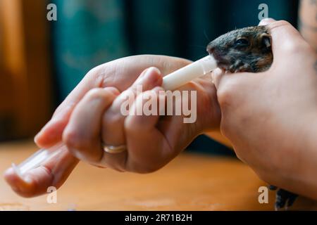 Ein Eichhörnchen trinkt Milch aus einer Spritze. Hochwertiges Foto Stockfoto