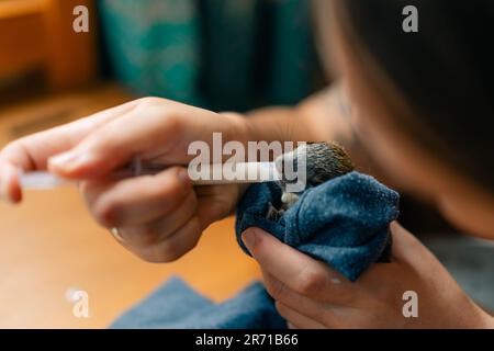 Ein Eichhörnchen trinkt Milch aus einer Spritze. Hochwertiges Foto Stockfoto
