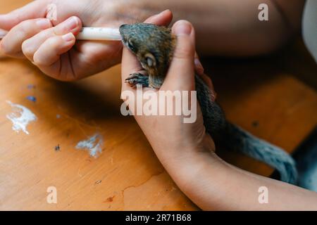 Ein Eichhörnchen trinkt Milch aus einer Spritze. Hochwertiges Foto Stockfoto