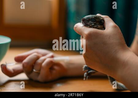 Ein Eichhörnchen trinkt Milch aus einer Spritze. Hochwertiges Foto Stockfoto
