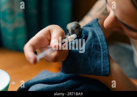 Ein Eichhörnchen trinkt Milch aus einer Spritze. Hochwertiges Foto Stockfoto