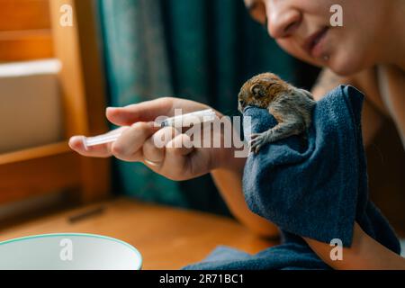Ein Eichhörnchen trinkt Milch aus einer Spritze. Hochwertiges Foto Stockfoto