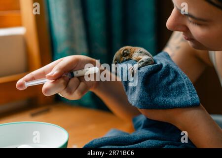 Ein Eichhörnchen trinkt Milch aus einer Spritze. Hochwertiges Foto Stockfoto