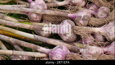 Geernteter Knoblauch auf dem Gras beim Trocknen in der Sonne wird Knoblauch frisch geerntet Stockfoto