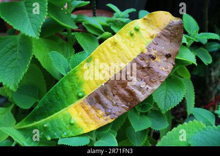 Erkranktes Tischtennisbaum-Blatt auf kubanischen Oregano-Sträuchern gefallen Stockfoto