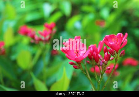 Nahaufnahme des Augenblicks mit den lebendigen roten Peregrina-Blumen, die aus Kuba und Hispaniola stammen Stockfoto