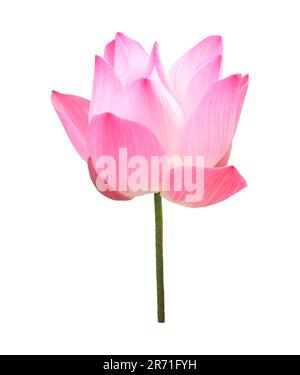 Nahaufnahme eines prächtigen, blühenden heiligen Lotus, isoliert auf weißem Hintergrund Stockfoto