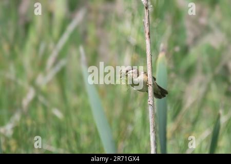 Sedge Warbler, Acrocephalus schoenobaenus, männlicher Erwachsener, mit Nestmaterial, Schottland, UK Stockfoto