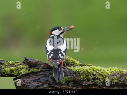 Männlich Woodpecker mit großem Fleck, Dendrocopos Major, mit Nuss, hoch oben auf einem moosbedeckten Baumstamm, Lancashire, Großbritannien Stockfoto
