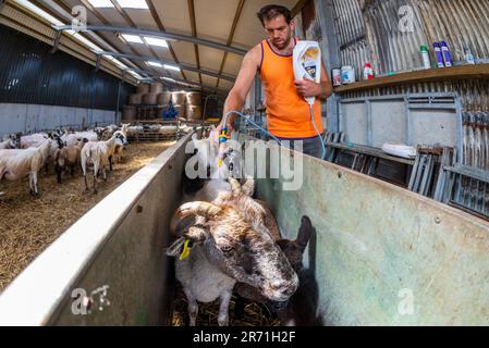 Ballydehob, West Cork, Irland. 12. Juni 2023. John ward, Bauer von Ballydehob, wendet Fliegenprävention an einem heißen und feuchten Tag in West Cork an seine Herde von Schafen und Lämmern an. Das Fliegenpräventiv verhindert, dass Fliegen Eier auf die Schafe legen, was zu Maden führen kann. Kredit: AG News/Alamy Live News Stockfoto