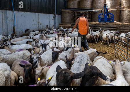 Ballydehob, West Cork, Irland. 12. Juni 2023. John ward, Bauer von Ballydehob, wendet Fliegenprävention an einem heißen und feuchten Tag in West Cork an seine Herde von Schafen und Lämmern an. Das Fliegenpräventiv verhindert, dass Fliegen Eier auf die Schafe legen, was zu Maden führen kann. Kredit: AG News/Alamy Live News Stockfoto