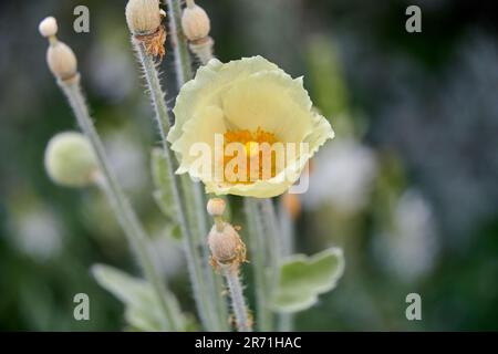 Goldhimalaya-Mohn (Meconopsis paniculata) Stockfoto