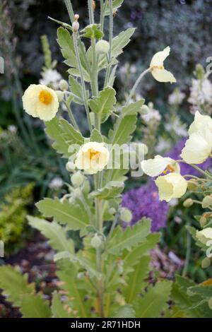 Goldhimalaya-Mohn (Meconopsis paniculata) Stockfoto