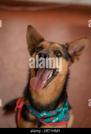 Bezauberndes Hundecharisma: Ein sanfter, freundlicher und fesselnder Hund, der Verspieltheit und unwiderstehliche Zuneigung ausstrahlt Stockfoto