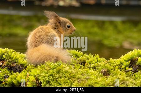 Ein süßes und winziges schottisches Eichhörnchen im Wald, das nach Essen sucht Stockfoto
