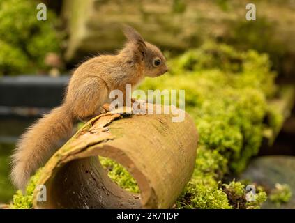 Ein süßes und winziges schottisches Eichhörnchen im Wald, das nach Essen sucht Stockfoto