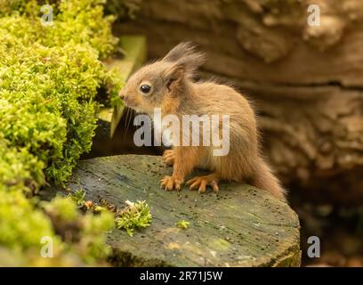 Ein süßes und winziges schottisches Eichhörnchen im Wald, das nach Essen sucht Stockfoto