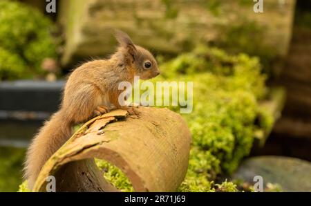 Ein süßes und winziges schottisches Eichhörnchen im Wald, das nach Essen sucht Stockfoto