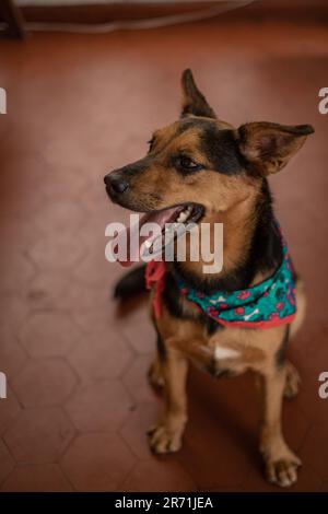 Bezauberndes Hundecharisma: Ein sanfter, freundlicher und fesselnder Hund, der Verspieltheit und unwiderstehliche Zuneigung ausstrahlt Stockfoto