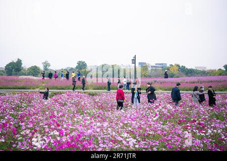 (230612) -- HANGZHOU, 12. Juni 2023 (Xinhua) -- Touristen genießen sich unter Blumen in der Stadt Jingshan in Hangzhou, Ostchina Provinz Zhejiang, 28. Oktober 2022. Im Juni 2003 startete Zhejiang das Programm zur Wiederbelebung des grünen ländlichen Raums, das die Renovierung von etwa 10.000 Dörfern und die Umwandlung von etwa 1.000 zentralen Dörfern in Beispiele für mäßigen Wohlstand in jeder Hinsicht vorsieht. Dank des Programms wurde das Bild der Landschaft in der Provinz Zhejiang umfassend verbessert. Insgesamt 2.170 Dörfer und mehr als 3 Millionen schöne ländliche Innenhöfe sind schon BUI Stockfoto