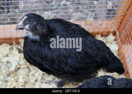 Ein fünf Wochen altes Black Copper Marans Pullet Stockfoto