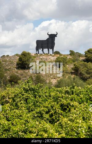 Osborne Bulle auf einem Berg Stockfoto