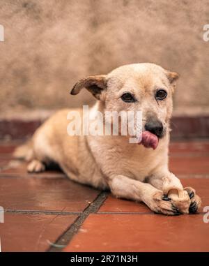 Bezauberndes Hundecharisma: Ein sanfter, freundlicher und fesselnder Hund, der Verspieltheit und unwiderstehliche Zuneigung ausstrahlt Stockfoto