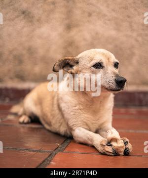 Bezauberndes Hundecharisma: Ein sanfter, freundlicher und fesselnder Hund, der Verspieltheit und unwiderstehliche Zuneigung ausstrahlt Stockfoto