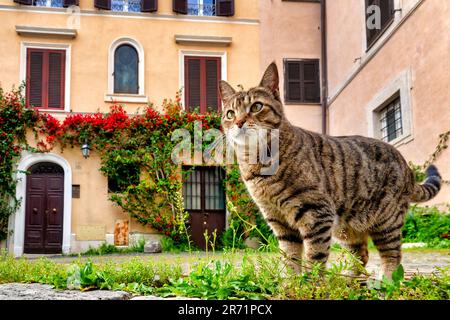 Streunende Katze (Felix catus) im historischen Zentrum von Rom, Italien Stockfoto