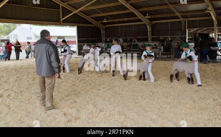 4-H-Teilnehmer konkurrieren mit „Market“ Sheep, Ovis aries, Richter Evaluating, Tehama County Fair, Kalifornien. Stockfoto