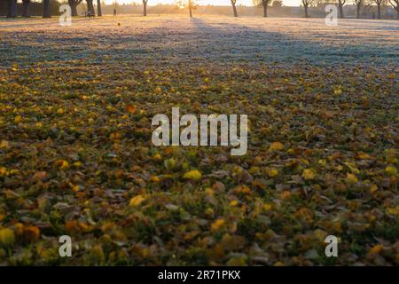 In Ilford im Osten Londons ist morgens ein Park mit Herbstfarbe teilweise frostig zu sehen. Stockfoto