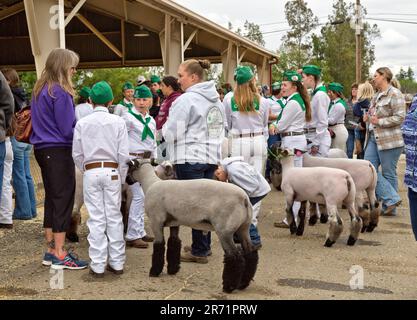 4-H-Kandidaten mit Marktschafen, die darauf warten zu konkurrieren, unterstützende Familienmitglieder, Ovis aries, Tehama County Fair, Red Bluff, Kalifornien. Stockfoto