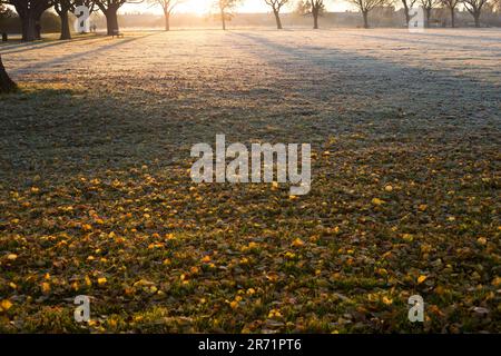 In Ilford im Osten Londons ist morgens ein Park mit Herbstfarbe teilweise frostig zu sehen. Stockfoto