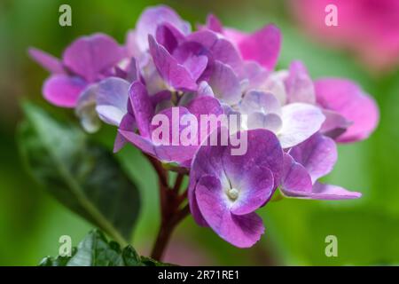 Im Atlanta Botanical Garden in Midtown Atlanta, Georgia, erblühen die Hortensien im Frühling. (USA) Stockfoto