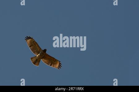Red-Shoulded-Falke im Flug Buteo lineatus Stockfoto