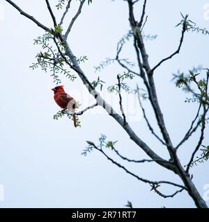 Männlicher Kardinal sitzt in einem Baum bei Sonnenaufgang Stockfoto