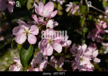 Blassrosa Krabbenblüten im Frühling Stockfoto