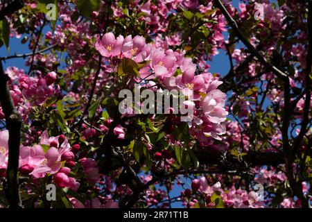 Eine Reihe rosafarbener Krabbenblüten entlang eines Astes; natürliche Symmetrie. Stockfoto