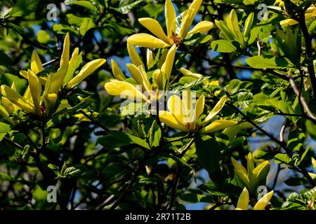 Buttermagnolie in voller Blüte im Frühling Stockfoto