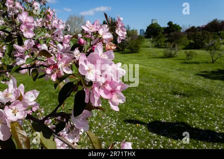 Ein menschlicher Schatten einer Person, die im Frühling die blassrosa Krabbenblüte beobachtet Stockfoto