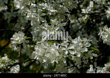 Weiße Krabbenblüten füllen einen alten Baum am Frühlingstag Stockfoto