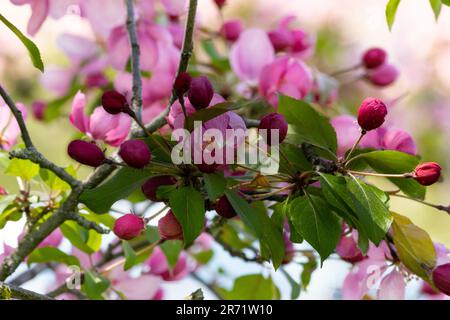 Die rosa Krabbenblüte beginnt sich gerade zu öffnen Stockfoto