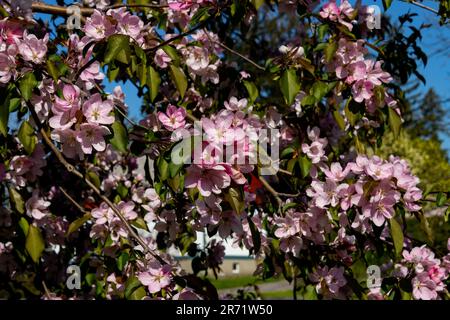 Blassrosa Krabbenblüten im Frühling Stockfoto