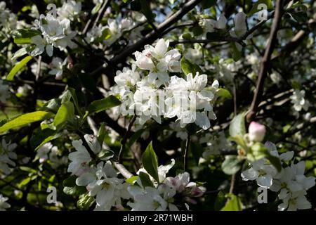 Ein Sprühnebel weißer Krabben blüht in voller Blüte, Frühling Stockfoto