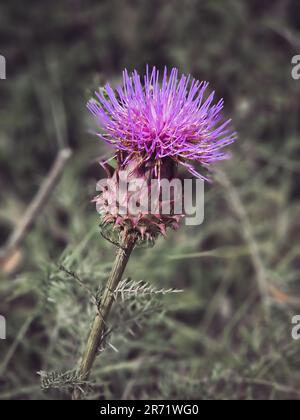 Eine wilde Distel, die in einem Wald in Portugal mit verschwommenem Hintergrund wächst. Cynara humilis ist eine Art Blütenpflanze in Artischocke und Kardone Stockfoto