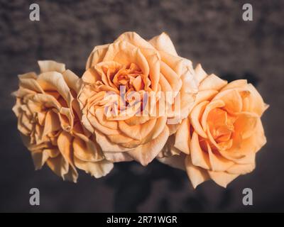 Nahaufnahme von Orangenrosen in voller Blüte isoliert vor einem stimmungsvollen dunklen Hintergrund. Blüten mit geringer Tiefenschärfe mit weichem Fokus und Vignette Stockfoto