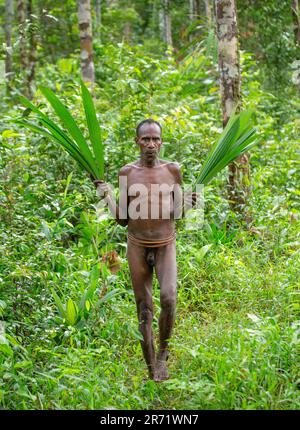 Der Korowai-Mann verlässt den Dschungel mit Palmenblättern in den Händen. Stamm der Korowai (Kombai, Kolufo). Stockfoto