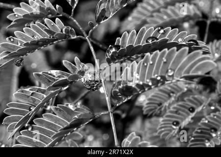 Ein Wassertröpfchen in Schwarz und Weiß, das an einem Akazienblatt hängt und die umliegende Blattfarbe reflektiert. Stockfoto