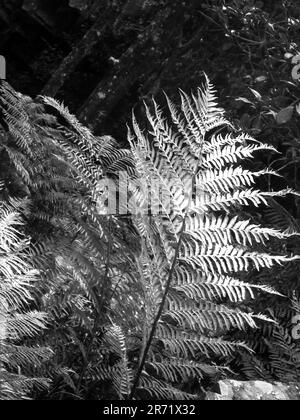 Detailansicht eines von hinten beleuchteten Blattes eines Waldfarns, Alsophila capensis, in Schwarz und Weiß Stockfoto